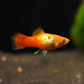 Platy Sunset, Xiphophorus maculatus var. sunset